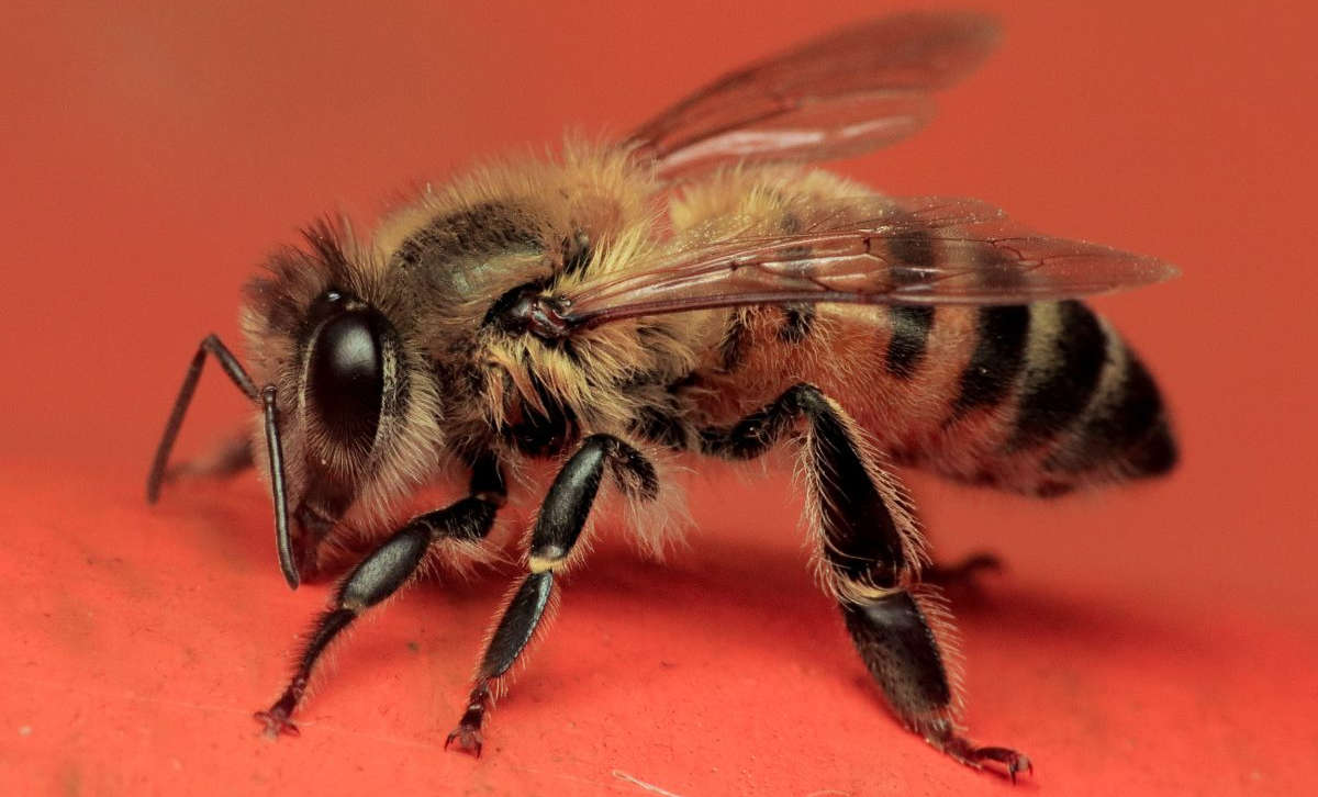 Apis mellifera (abeja europea o alemana) [Foto: Bioexploradores Farallones]