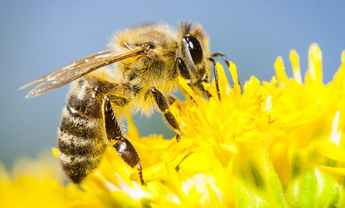 Apis mellifera. [Foto: EncicloVida]