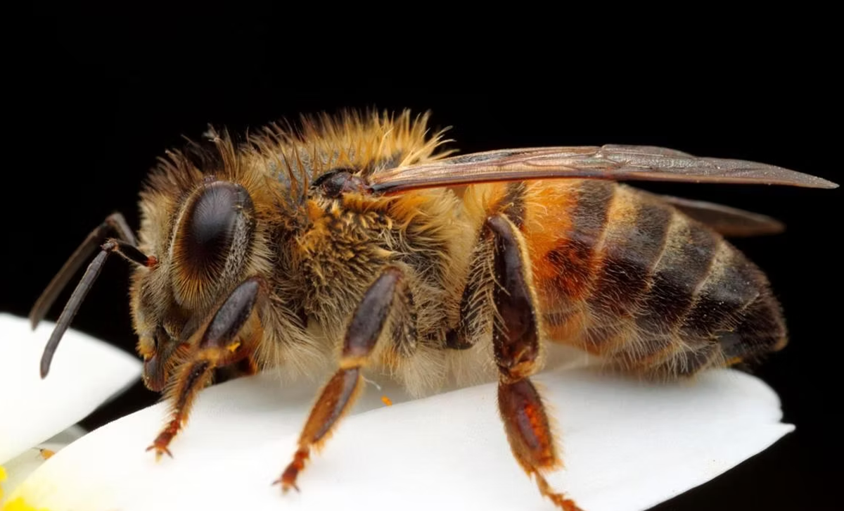 Apis mellifera scutellata. [Foto: Mieles San Ignacio]
