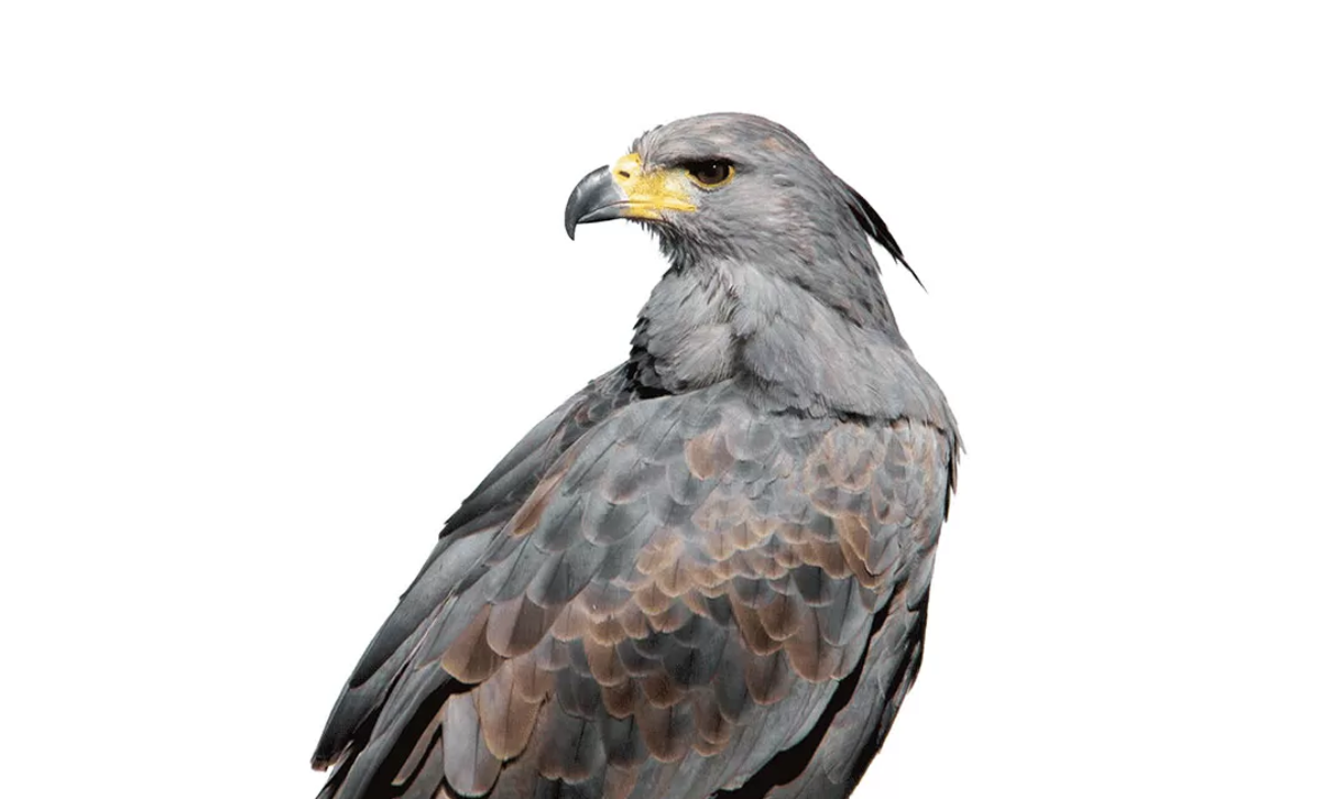 Águila Coronada [Foto: MásNQN]