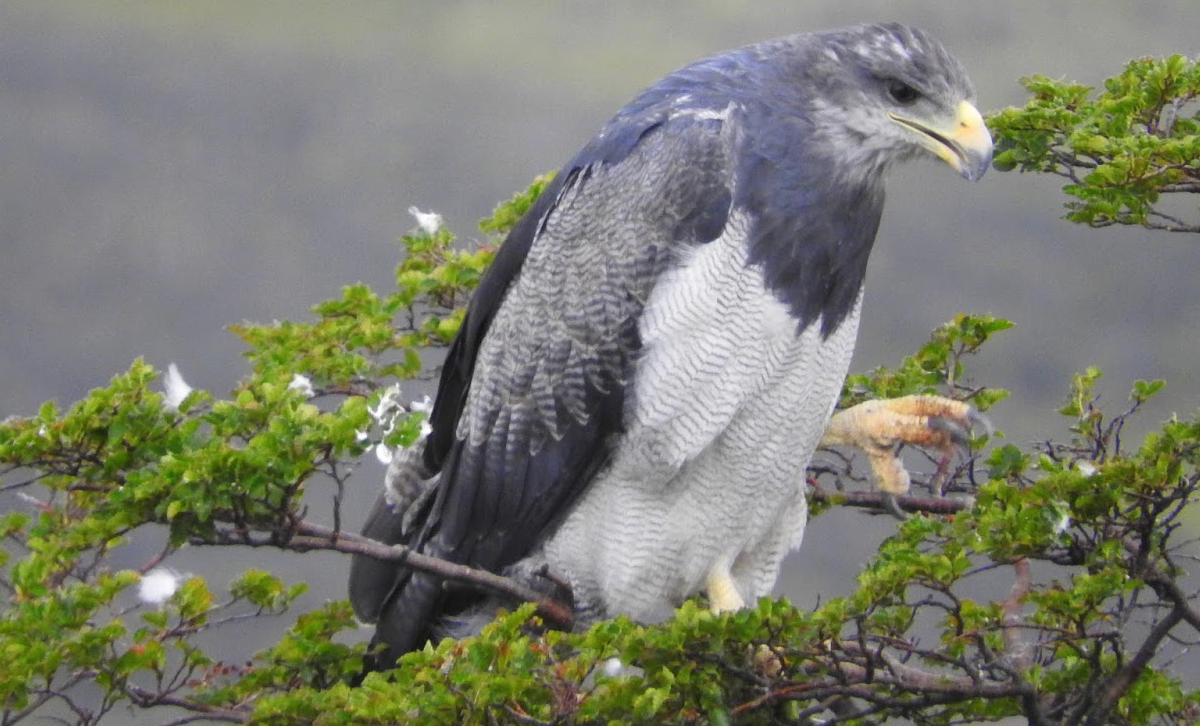 Águila Mora [Foto: G.E.R. / Aves del Golfo San Jorge]