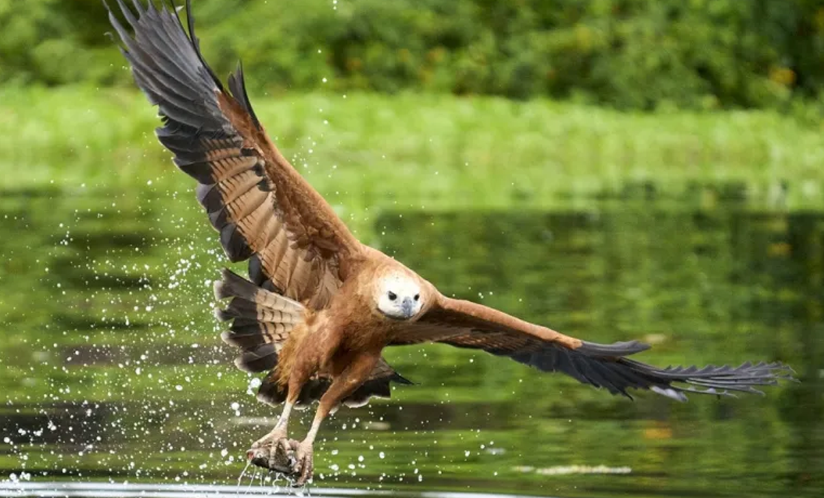 Aguilucho Pampa [Foto: Le blog de Valéry Schollaert]