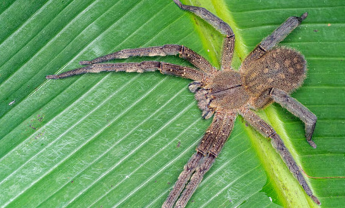 Pnoneutria (Araña de los Bananeros) [Foto: infobae]