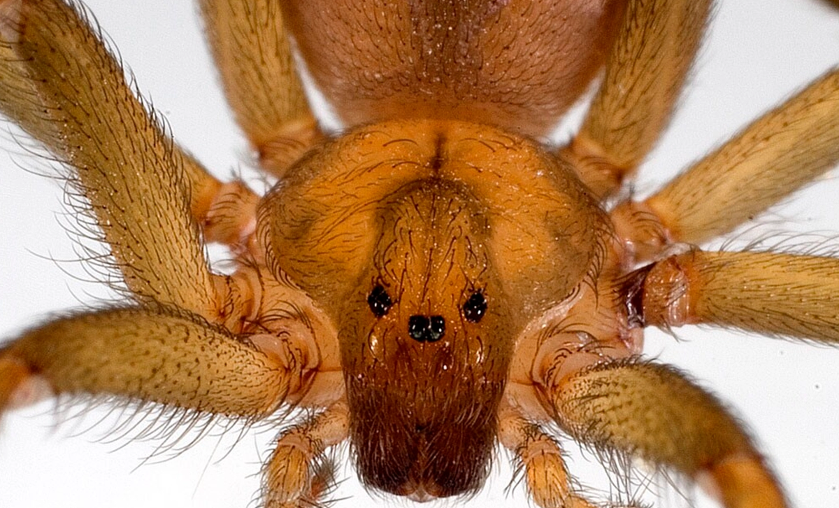 Tiene 3 pares de ojos distribuidos como “v” (foto inferior). Suelen hallarse dentro de los domicilios. [Foto: National Geographic]