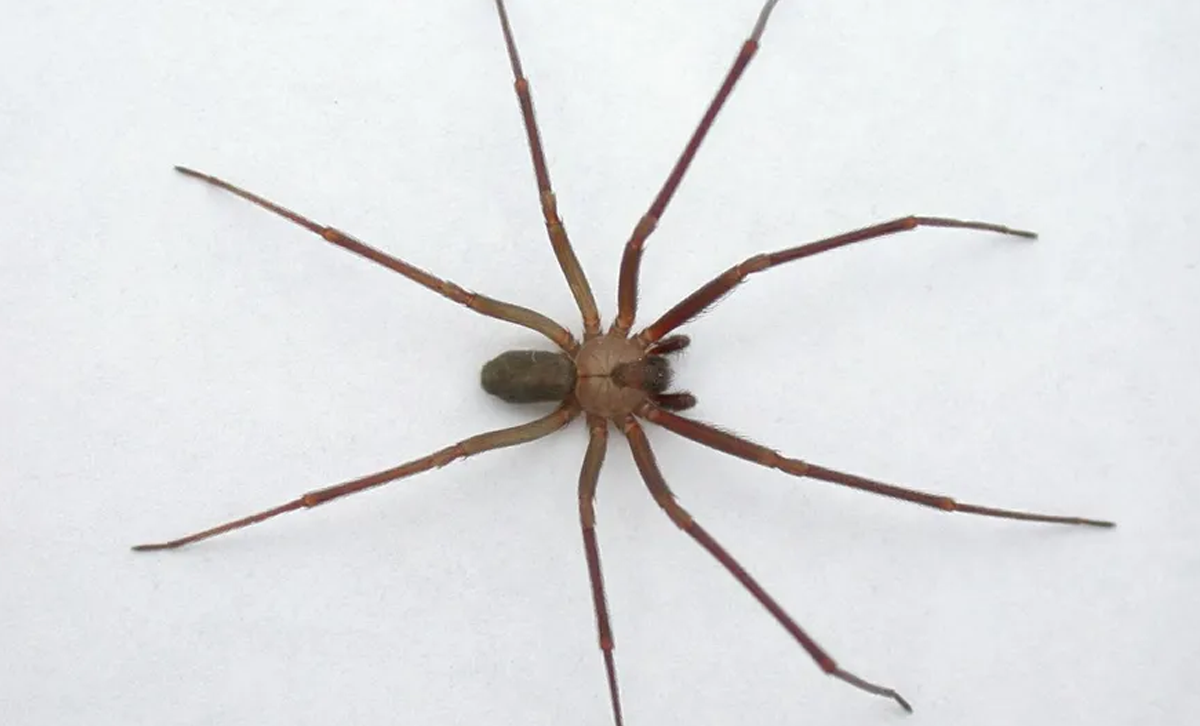 Loxosceles (“araña violinista” o “araña de los rincones”) [Foto: Milenio]