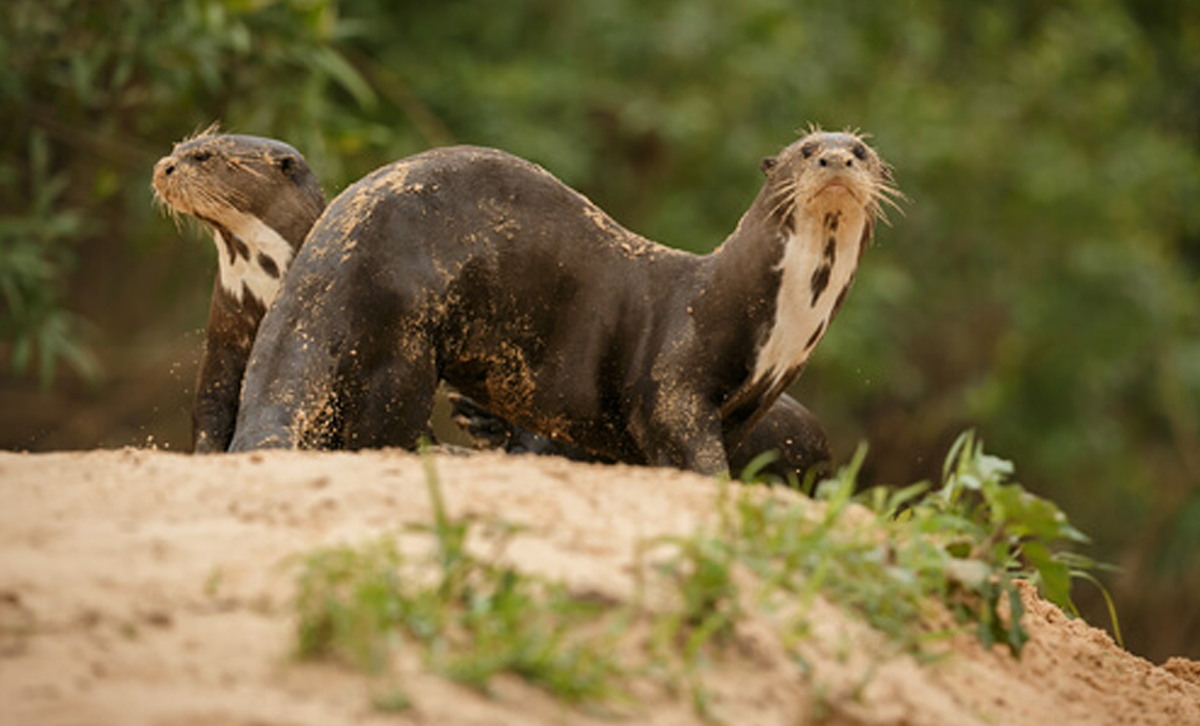 Ararí (Nutria Gigante [Foto: Mis Animales]