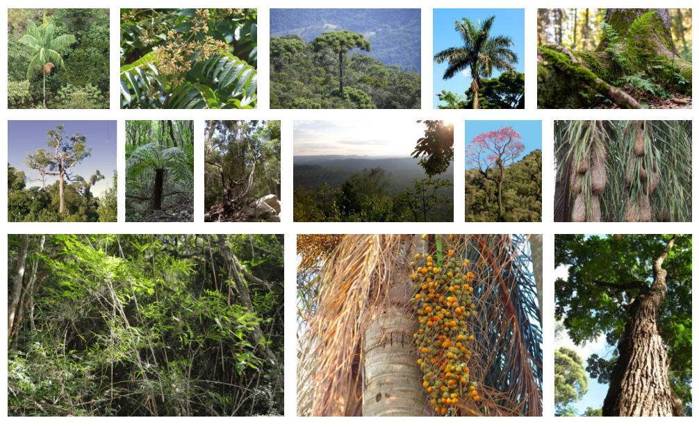 Árboles de la Selva Paranense [Foto: Revelando Nuestras Regiones]