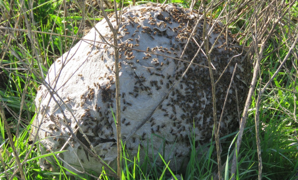 Nido de Lechiguanas. [Foto: iNaturalist]
