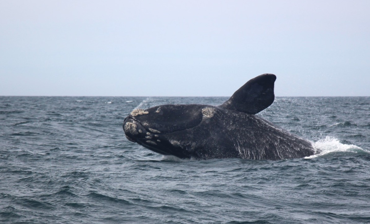 Ballena Franca Austral [Foto: Argentina.gob.ar]