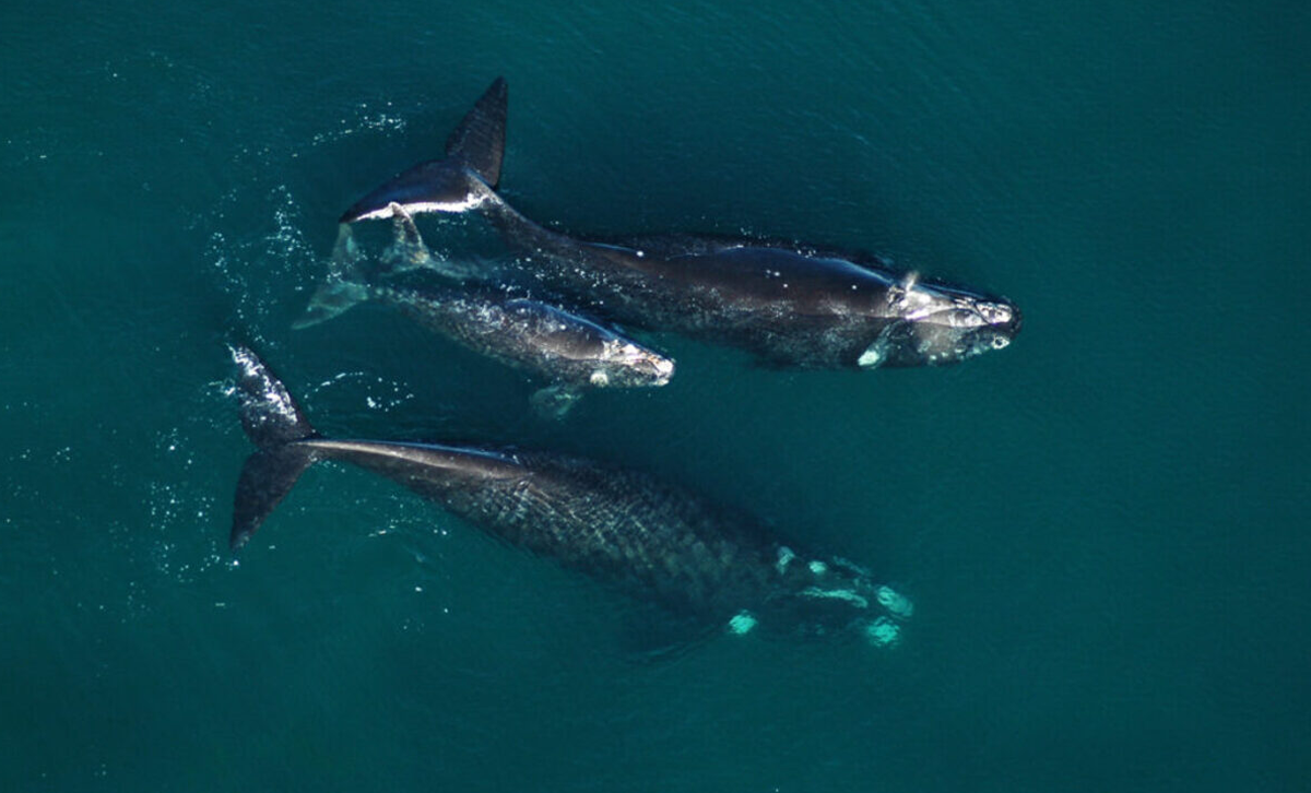 La Ballena Franca Austral
