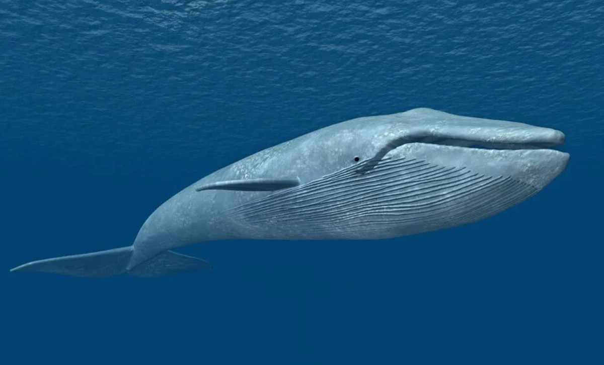 Ballena azul [Foto: Autopista]