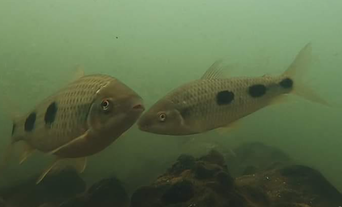 Boga [Foto: Parque Nacional Islas Santa Fe]
