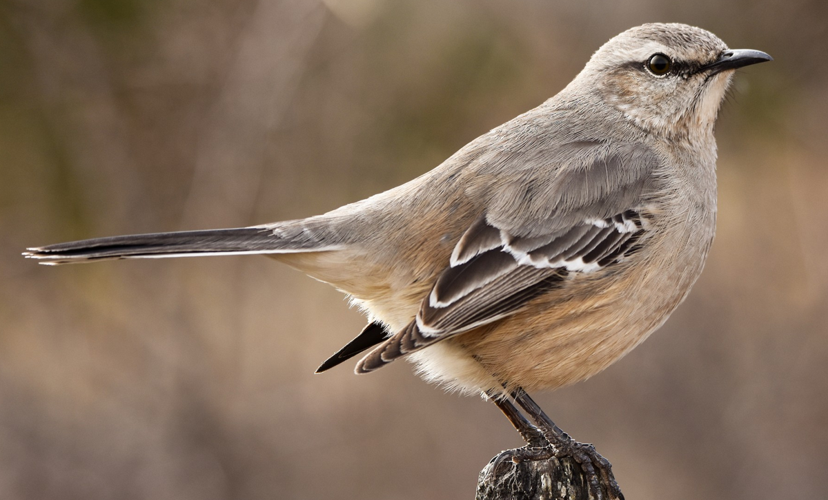 Calandria Mora [Foto: Herderd Torres García / eBird]