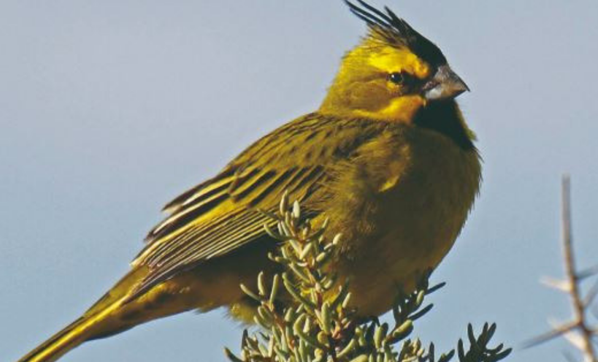 Cardenal Amarillo [Foto: Alex Macipe / Temaikén]