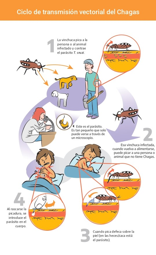 Ciclo de transmisión vectorial del Chagas [Imagen: Argentina.gob.ar - www.argentina.gob.ar]