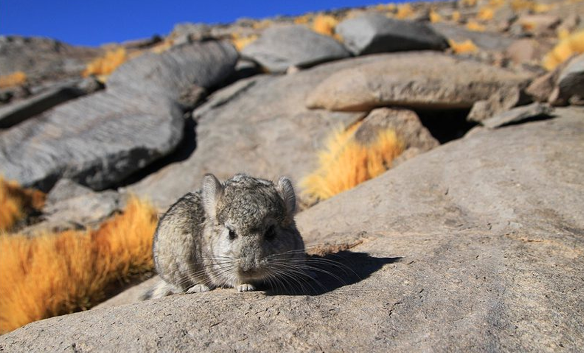 Chinchilla [Foto: Nico Lagos / Ladera Sur]