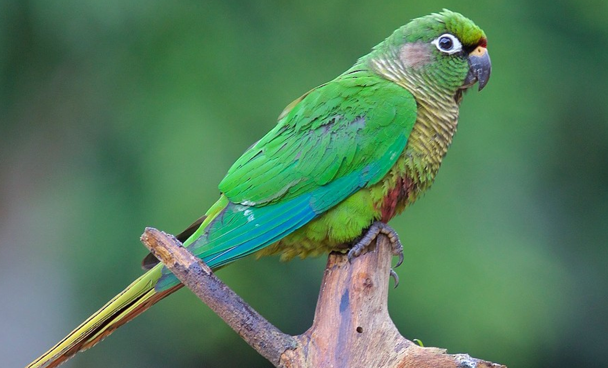 Chiripepé Cabeza Verde [Foto: Luis Matos / eBird]