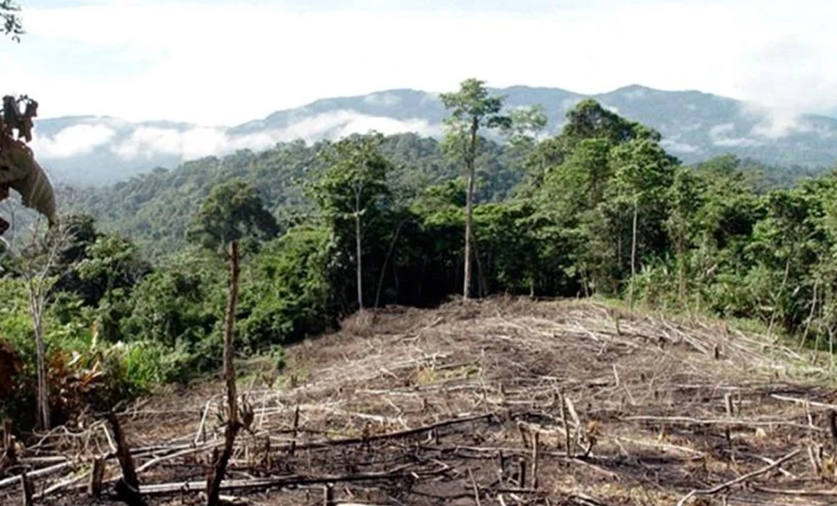 Deforestación [Foto: Info News Cooperativa]