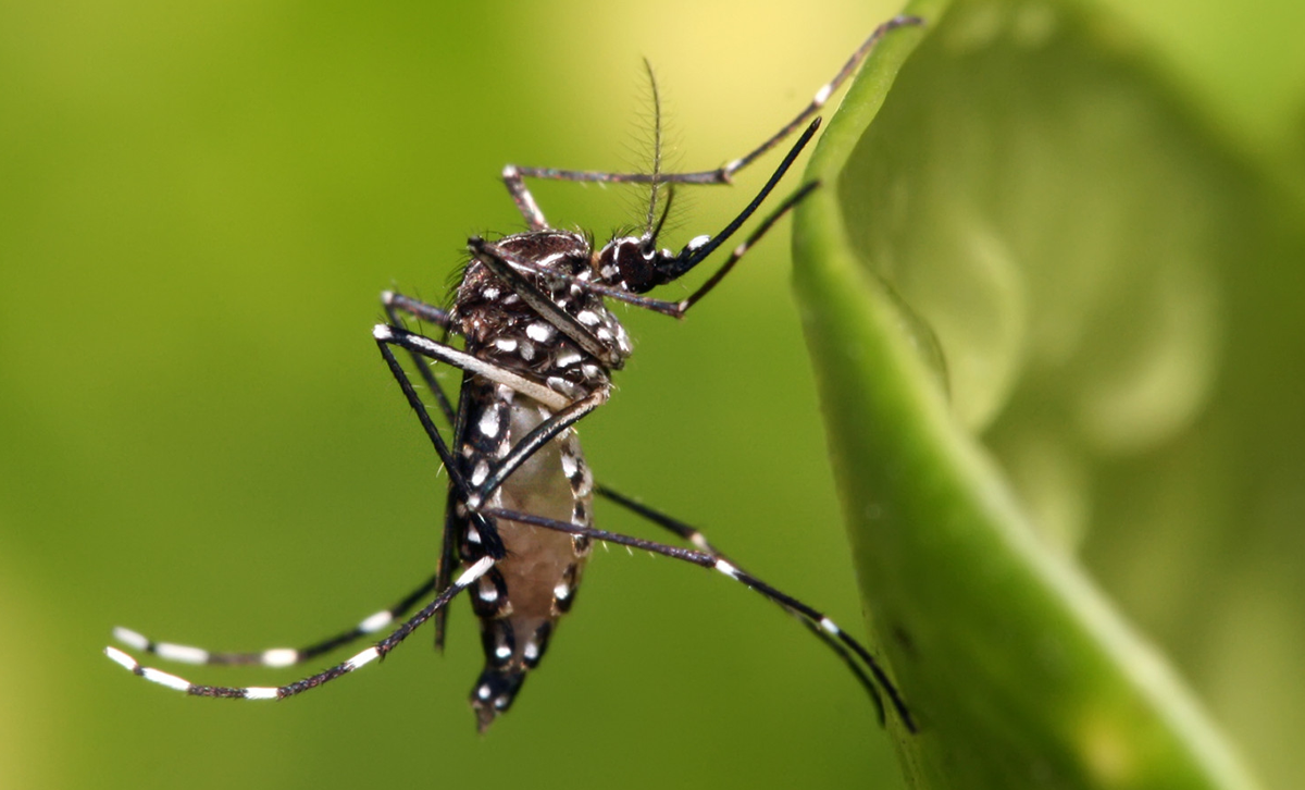 Aedes aegypti [Foto: Argentina.gob.ar]