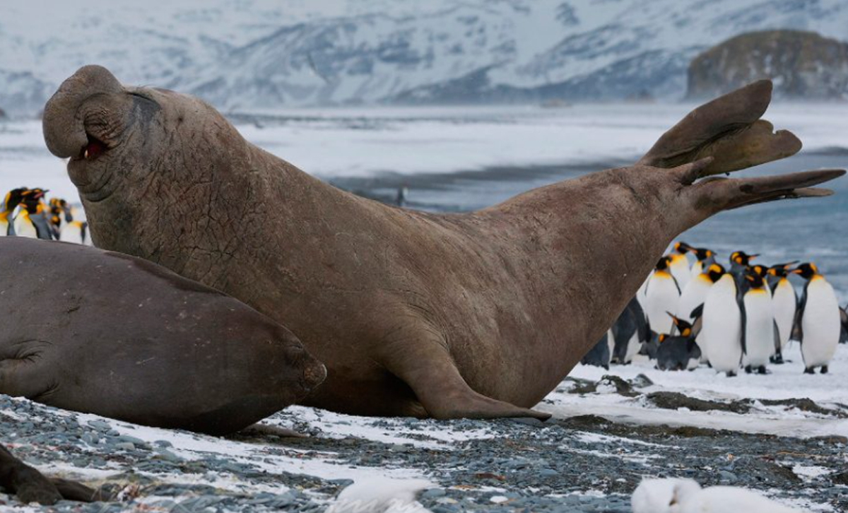 Elefante Marino [Foto: Agenda Malvinas]