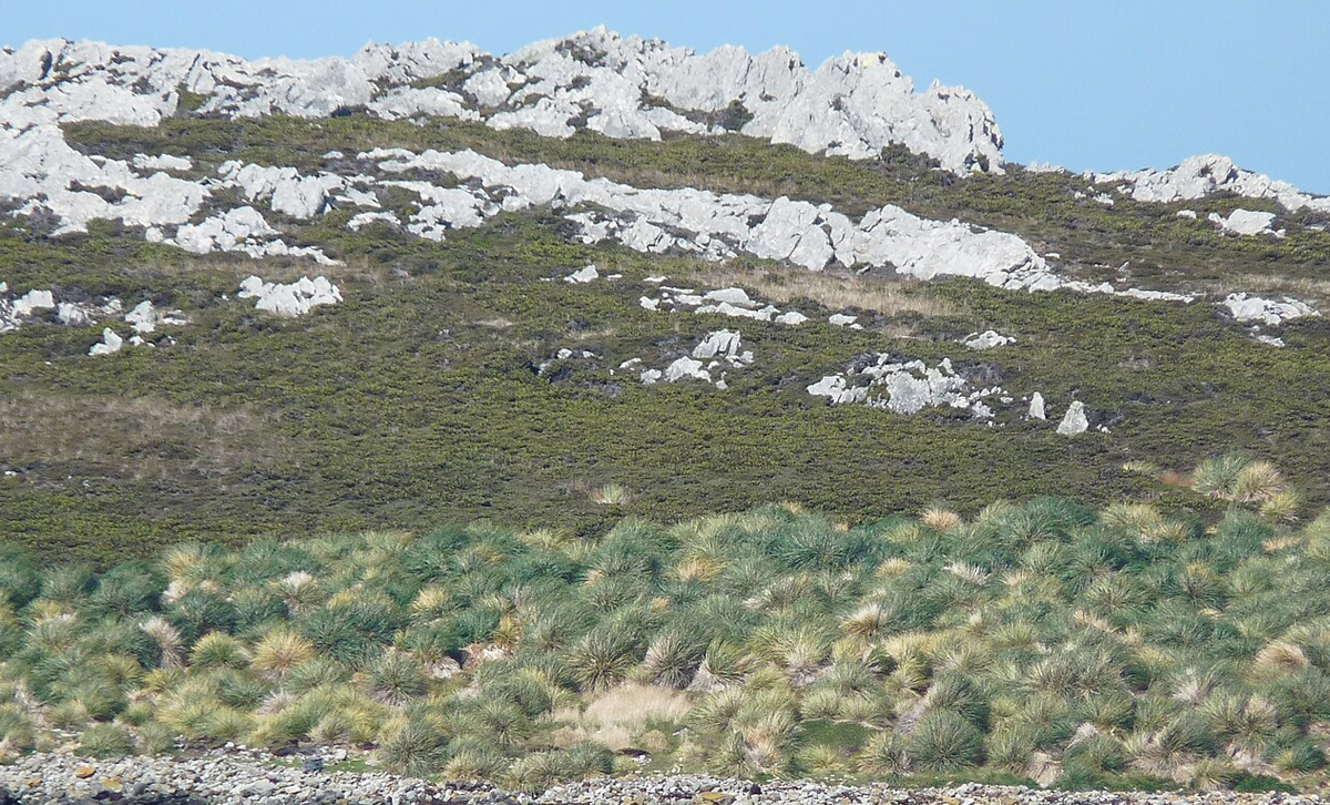 Poa Flabellata: especie de gramínea coriácea de tipo tussok perteneciente a la familia Poaceae [Foto: Wikipedia]
