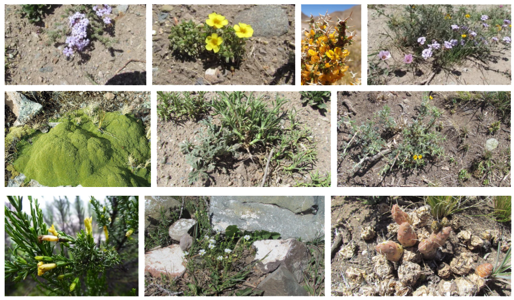 Flora de la Puna II [Foto: Revelando Nuestras Raices]