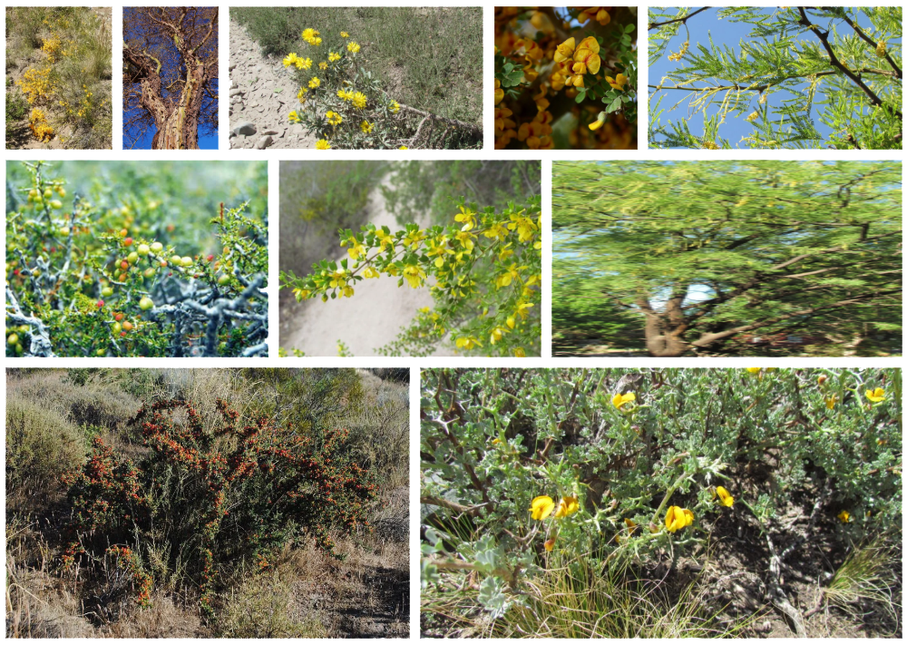 Flora de los Montes de Llanuras y Mesetas [Foto: Revelando Nuestras Regiones]