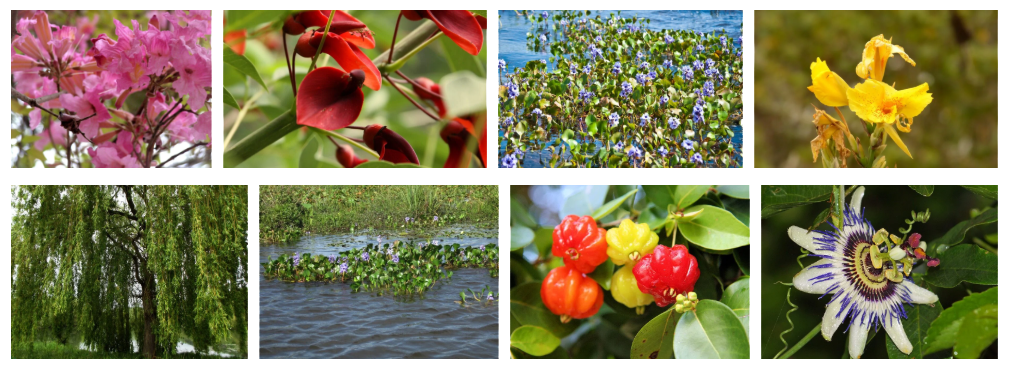 Flora de los Esteros del Iberá [Foto: Revelando Nuestras Regiones]