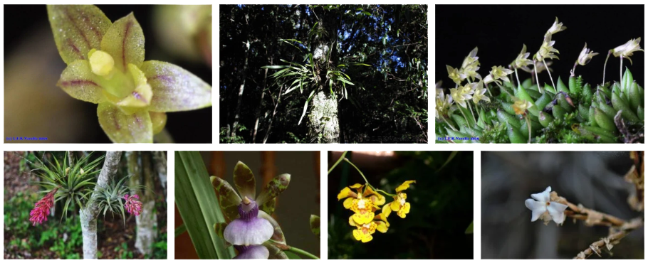 Flora de la Selva Paranense [Foto: Revelando Nuestras Regiones]