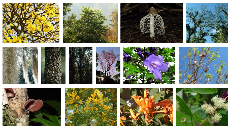 Flora de las Yungas [Foto: Revelando Nuestras Regiones]