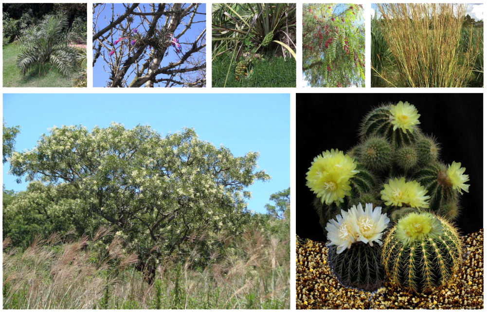 Flora de los Campos y Malezales [Foto: Revelando Nuestras Regiones]