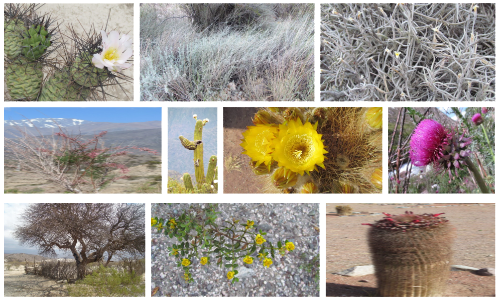 Flora de los Montes de Sierras y Bolsones II [Foto: Revelando Nuestras Regiones]