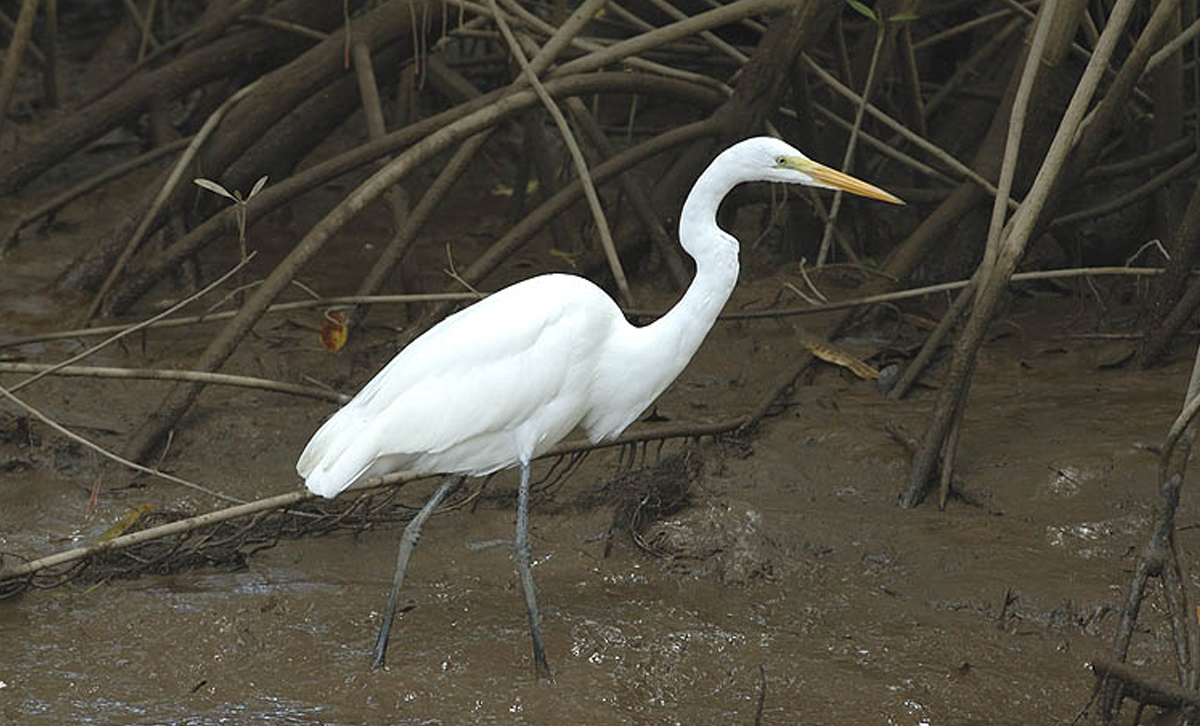 Garza Blanca [Foto: Jan Sevcik / Argentina Nativa]