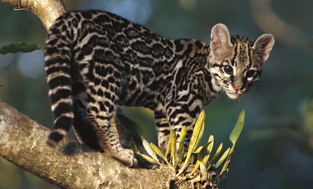El gato montés [Foto: El Gaucho Guacho]