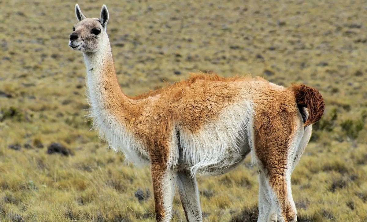 Guanaco Austral [Foto: AquaPortail]