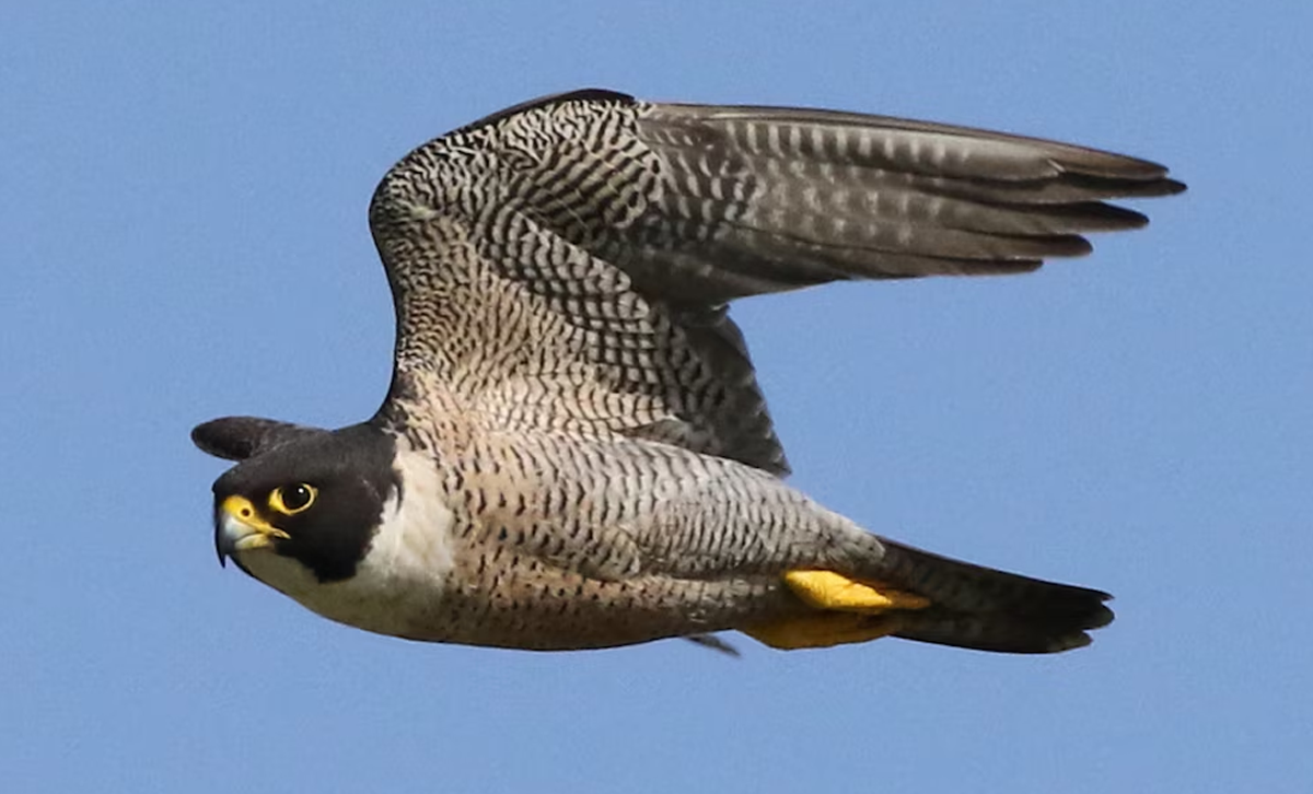 Halcón Peregrino [Foto: Wikimedia]