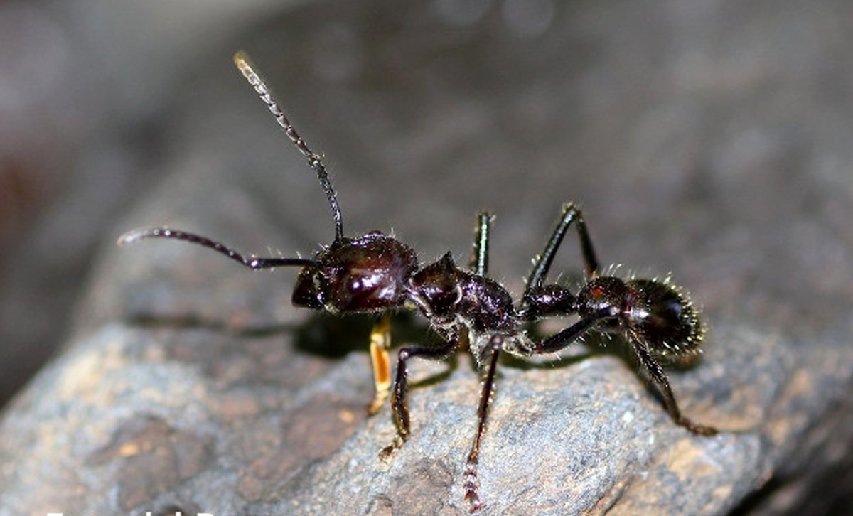 Paraponera clavata (hormiga bala). [Foto: Rodrigo Fernandez / Ecos del Bosque]