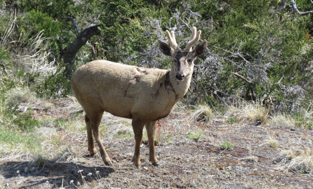 Huemul [Foto: Argentina.gob.ar]