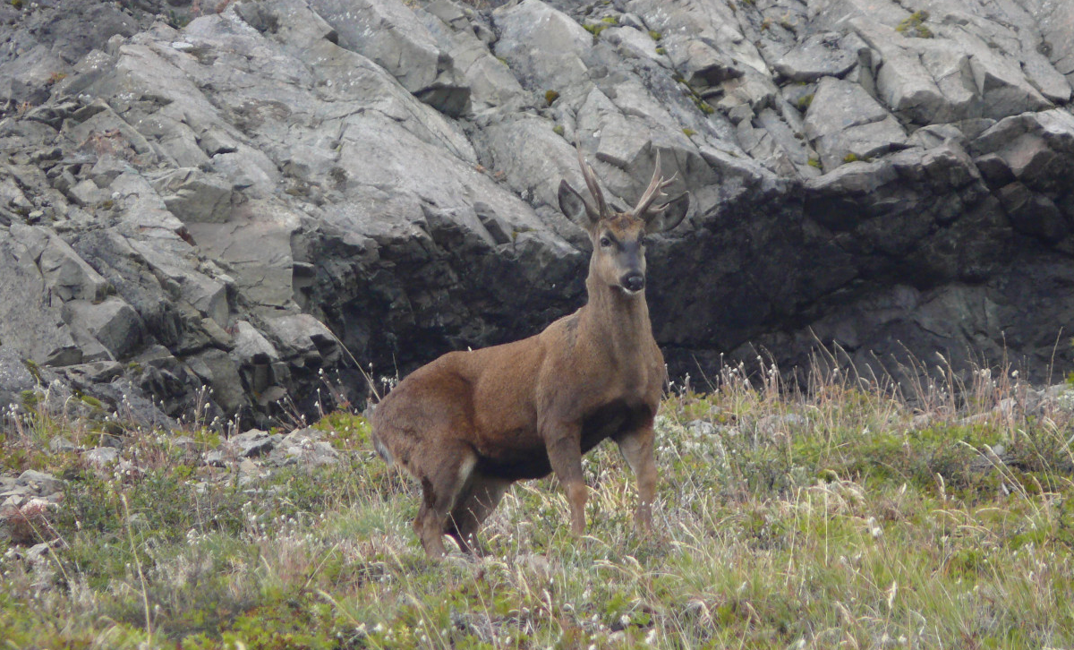 Huemul [Foto: Argentina.gob.ar]