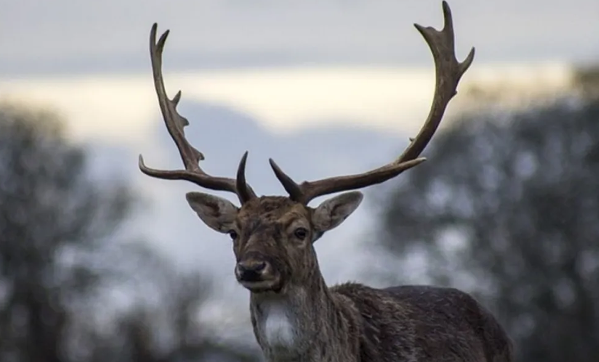 El Huemul