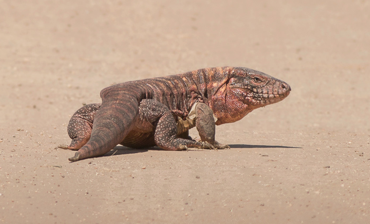 Lagarto Colorado [Foto: iNaturalist]