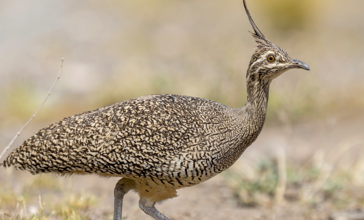 Martineta Común [Foto: eBird]