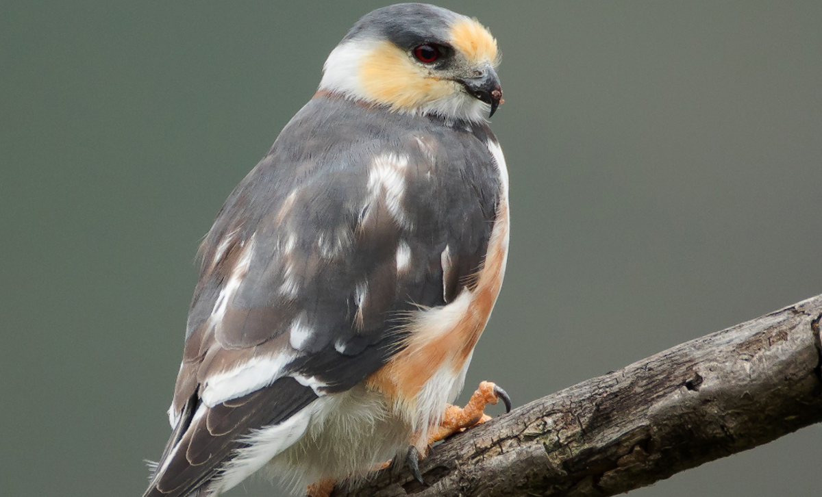 Milano Chico [Foto: eBird]