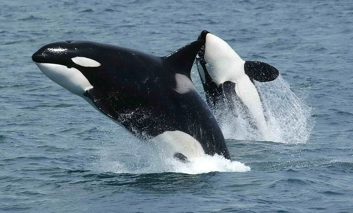 Orcas [Foto: Wikipedia]