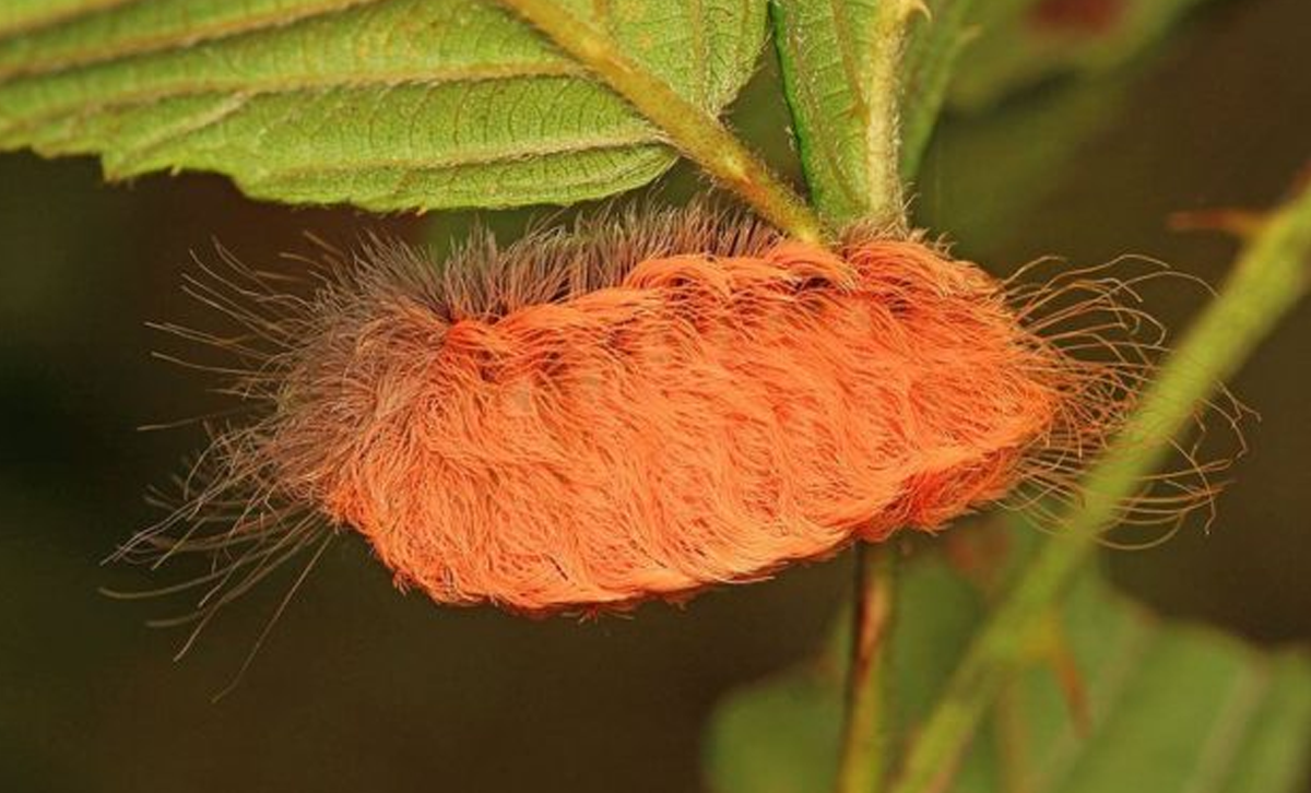 Oruga de Megalopyge (Oruga de Peluche) [Foto: Lifeder]