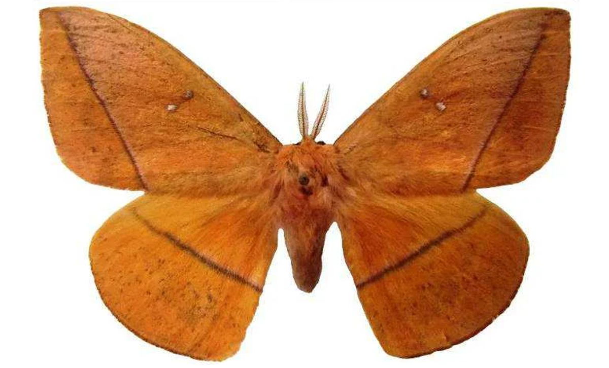Lonomia obliqua. Con las alas desplegadas miden aproximadamente entre 5 y 7 cm. [Foto: Alex Wild]