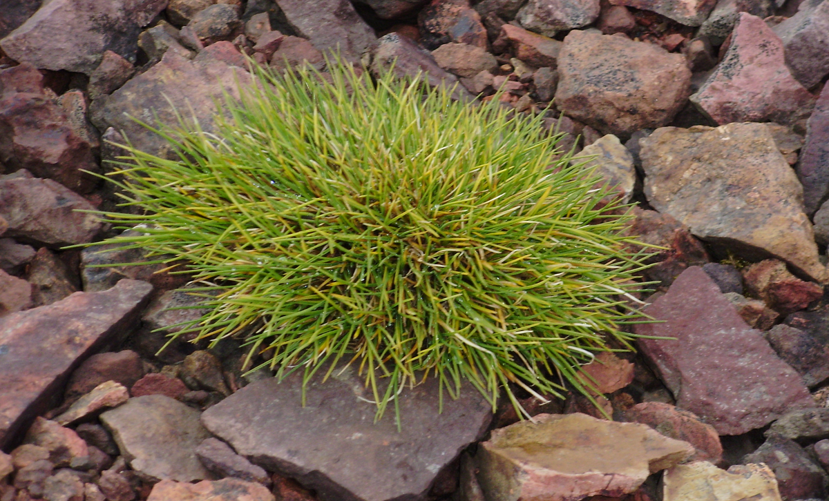 Pasto Antártico (Deschampsia antártica) [Foto: Asoc. Civil Antarkos]