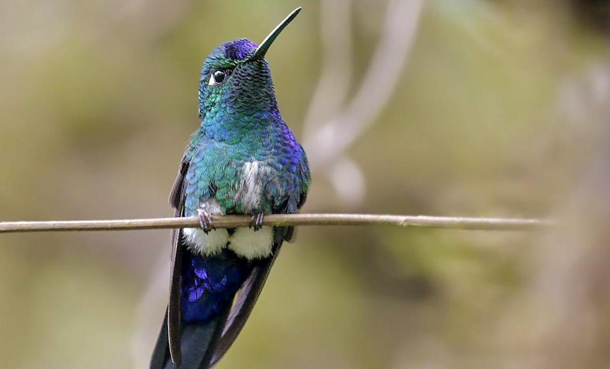 Picaflor Frente Azul [Foto: Alec Eamshaw / eBird]