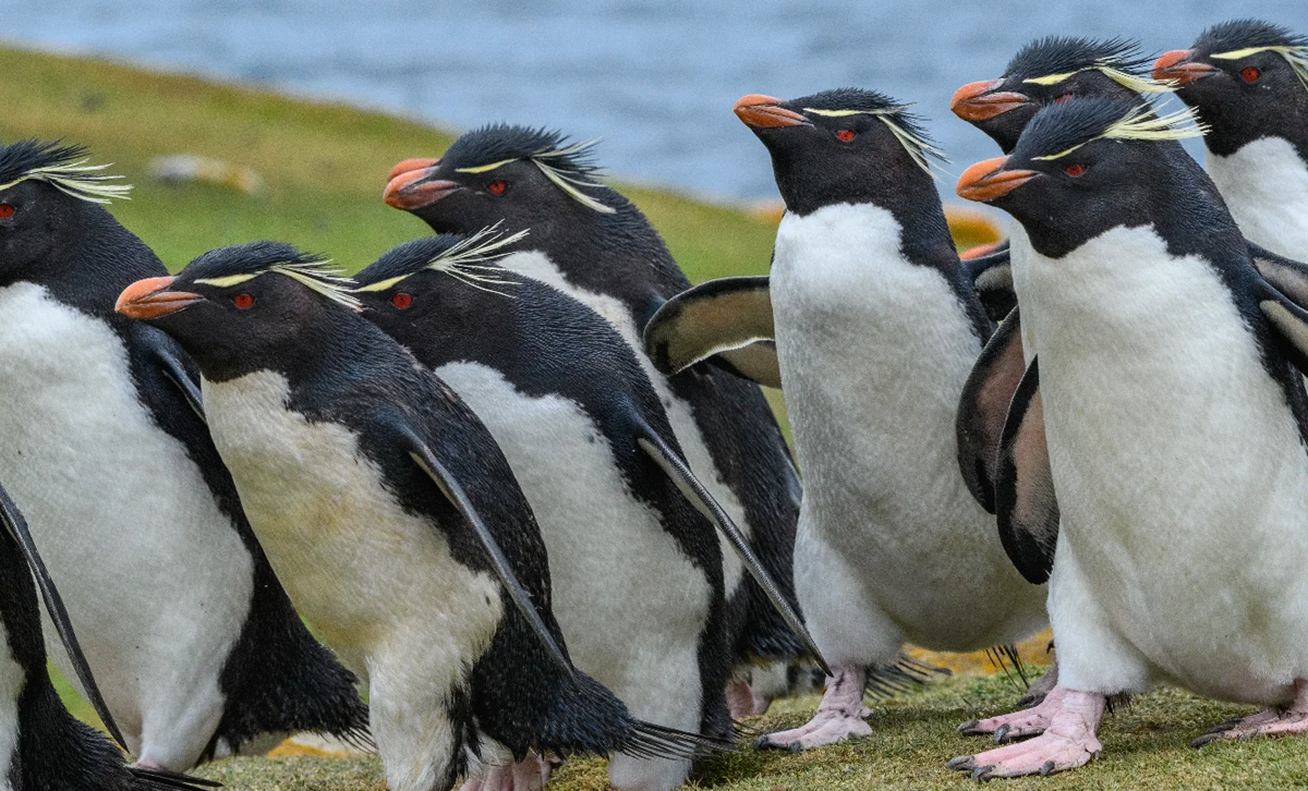 Pingüino de Maccaroni [Foto: G Adventures]