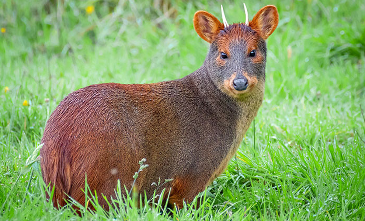 El Pudú [Foto: Vicente Valdés - Biodiversidad Chilena]